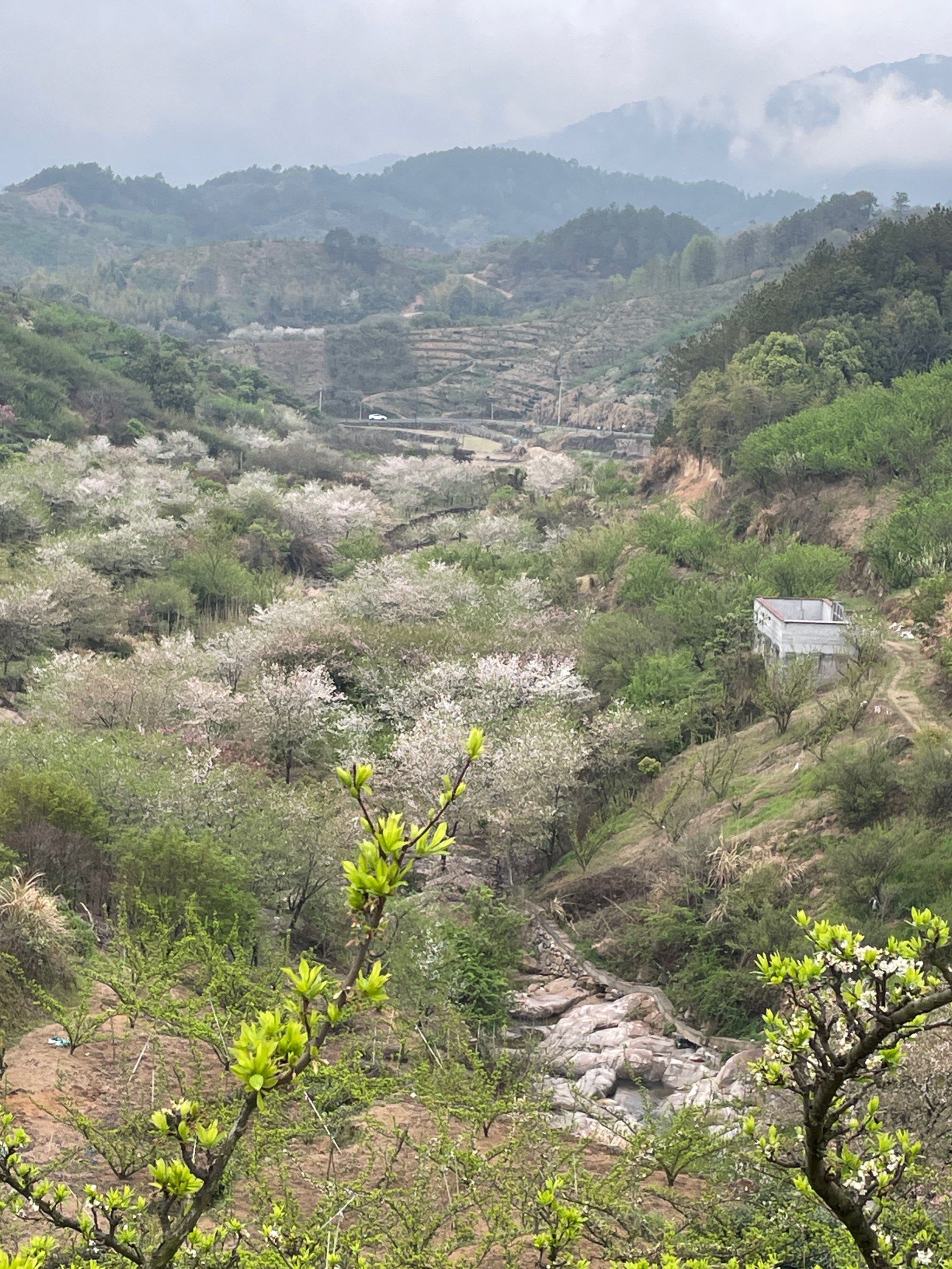 珠海斗门南澳村樱花图片