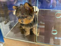 -FAELING PETS美天灵宠物(富力广场店)