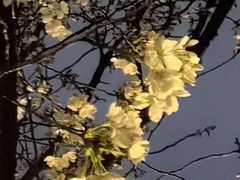 -萬國春·中菜馆(颐和公馆店)
