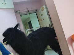 -我爱猫咪·猫咖·狗咖·安哥拉兔·羊驼咖(小寨华旗店)