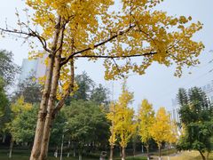 -重庆彩云湖湿地公园
