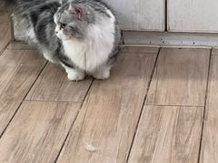 -李小姐の猫咖啡馆(五角场店)