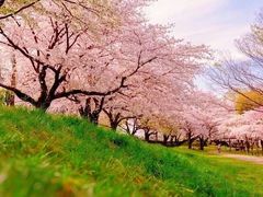 -奈良公园