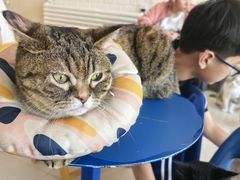 -平行世界·猫咖(首经贸店)