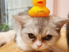 -猫咪派对(江南西店)