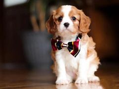-萌宠之家·腊肠犬·马尔泰·小体犬舍
