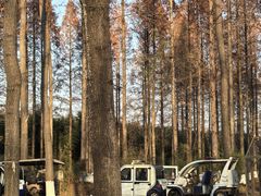 -黄海国家森林公园