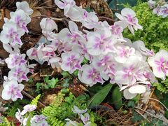 -北京植物园-展览温室