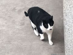 -囿面传统制面馆(中央路店)