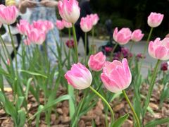 -深圳仙湖植物园