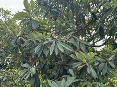 -塘栖枇杷特色园区