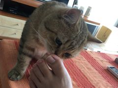 -猫大福·Fortune Cat猫舍(百子湾店)