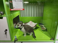 -唐小姐の猫狗洗护·购宠旗舰店(周浦万达店)