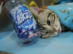 麻醉中的刘小闹和它的蛋蛋。-纳吉亚猫专科动物诊疗中心(蒋宅口分院)