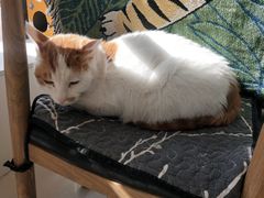 -平行世界·猫咖(首经贸店)