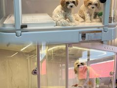 -翊宠yipet猫狗购宠庄园犬舍•猫舍