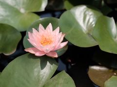 -花开海上生态园