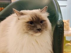 -遇见羊驼·奶狗咖·布偶猫咖·法斗柯基柴犬阿拉斯加(春熙路太古里IFS店)