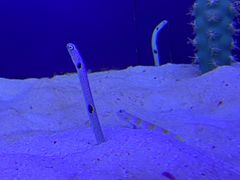 -芜湖新华联大白鲸海洋公园