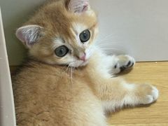 -青奢宠物·青奢猫舍