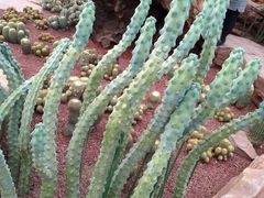 -南通洲际绿博园