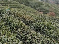 -龙坞茶村