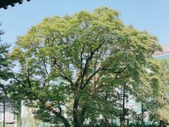 -菩提树下茶咖鼓捣