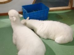 -藦茜花园宠物主题亲子互动体验馆(国顺东路店)