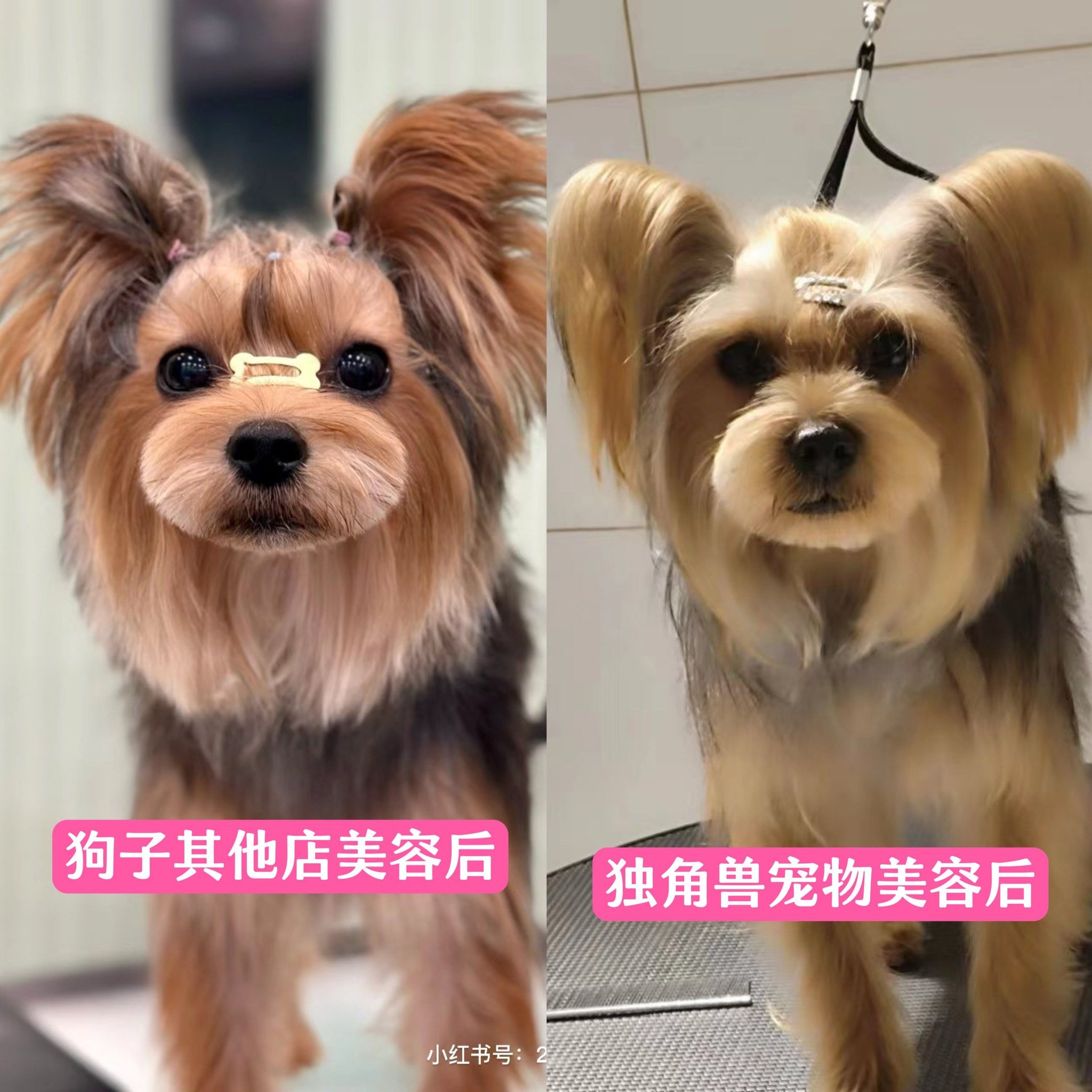 宠物美容 没有对比没有伤害!独角兽宠物让你拥有一只丑丑的小狗