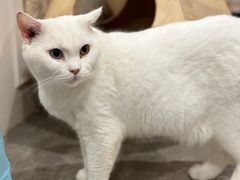 -楼上猫咖(罗湖店)