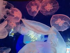 -青岛海底世界-水族馆