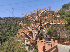 -黄腾峡天门悬廊