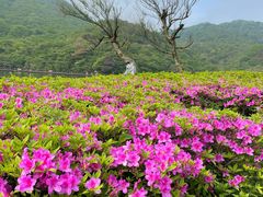 -大围山国家森林公园