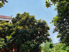 -南岳衡山风景名胜区-南岳大庙