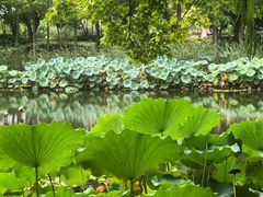 -陈家山荷花公园