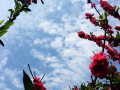 -南国桃园旅游度假区