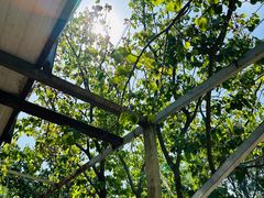 -庞各庄翠芳园西瓜蔬菜基地采摘园