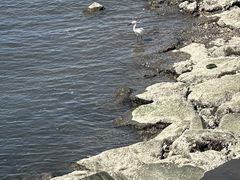 -台场海滨公园船码头
