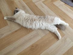-米宠家·撸猫猫咖小萌宠·猫咪洗澡·猫咪寄养(高新大都荟店)