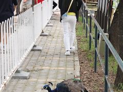 -北京麋鹿生态实验中心