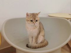 -有喵·猫咖·狗咖·40+猫狗有小奶狗(岗厦店)