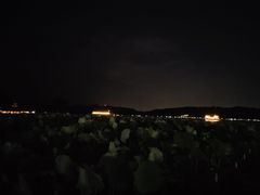 -西湖外事游船(湖滨二公园外事游船码头)