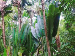 -中国科学院西双版纳热带植物园