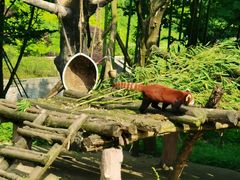 -都江堰中华大熊猫苑