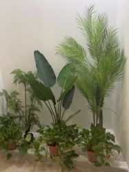 -VE专注问题肌·赛诺龙&科学美肤中心