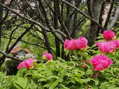-莲花池公园