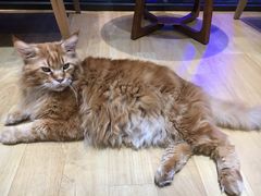 -藏猫猫咖啡主题馆(中央大道店)