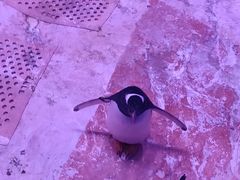 -暹罗海洋世界