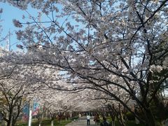 -高东镇樱花园