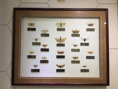 -上海昆虫博物馆